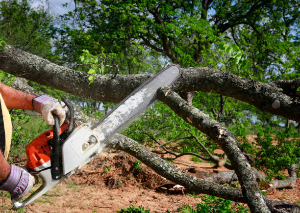 Dead Tree Removal in Polkton, NC